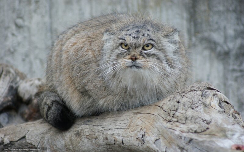 Pallas's Cat on Log — Gray