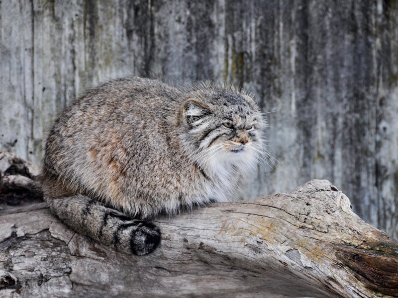 Pallas's Cat on Log