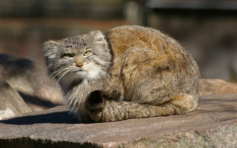 Pallas's Cat on Rock — Brown
