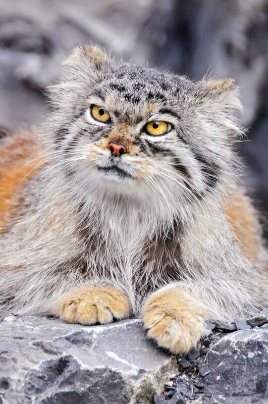 Pallas's Cat on Rock — Gray, Alert