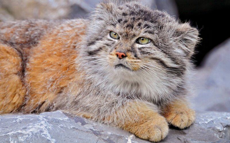 Pallas's Cat on Rock — Gray