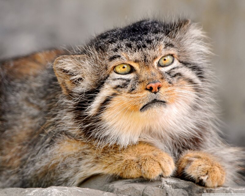 Pallas's Cat on Rock