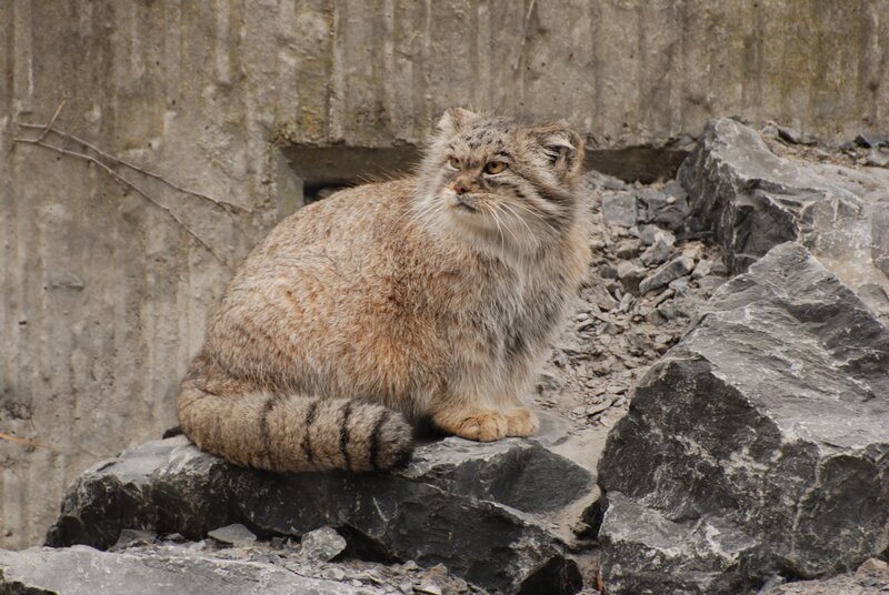 Pallas's Cat on Rocks — Gray