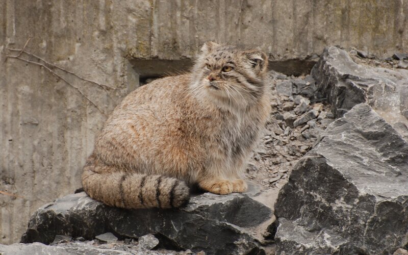 Pallas's cat on rocky terrain
