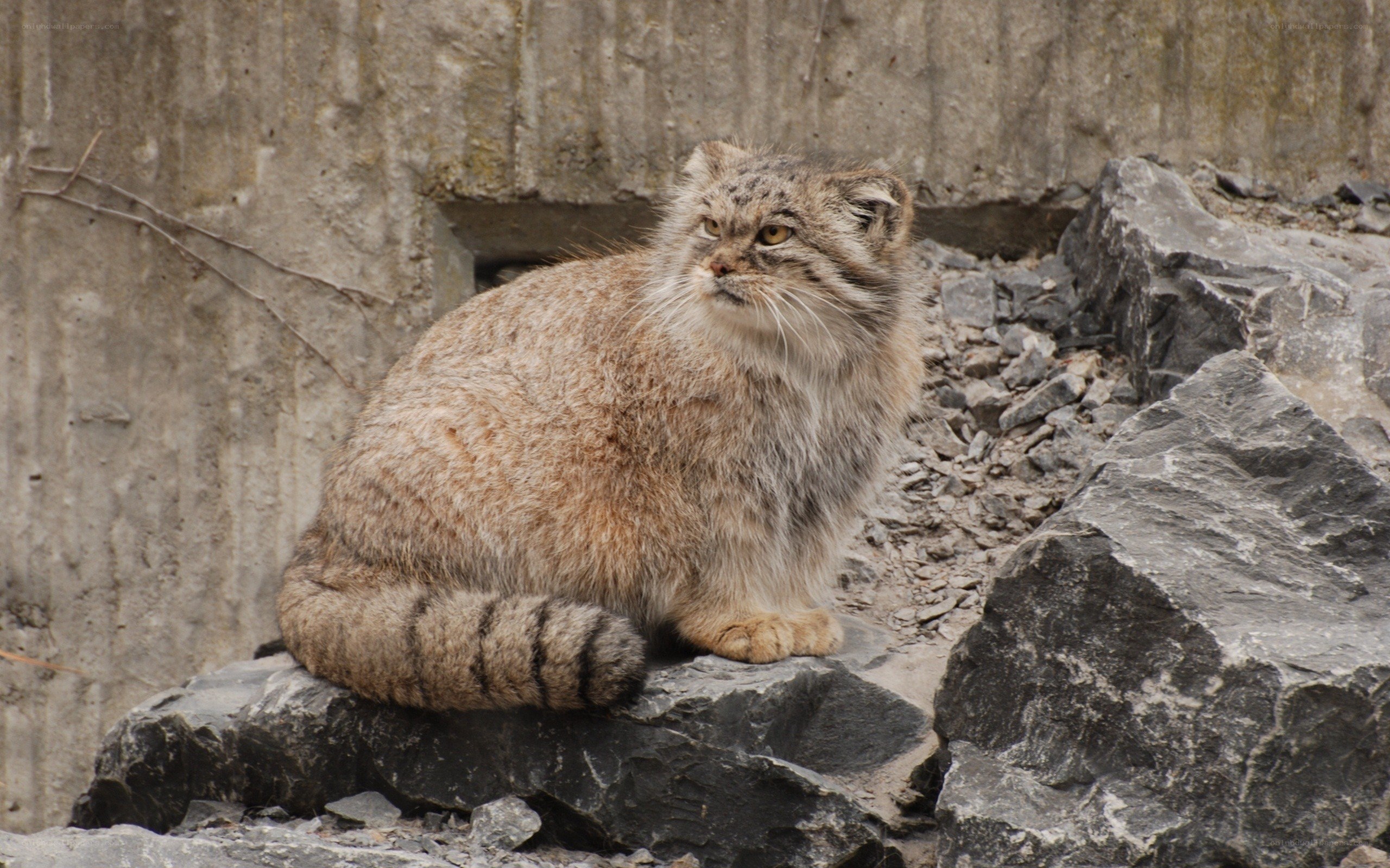 Pallas's cat on rocky terrain