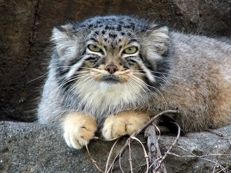 Pallas's cat resting on rock
