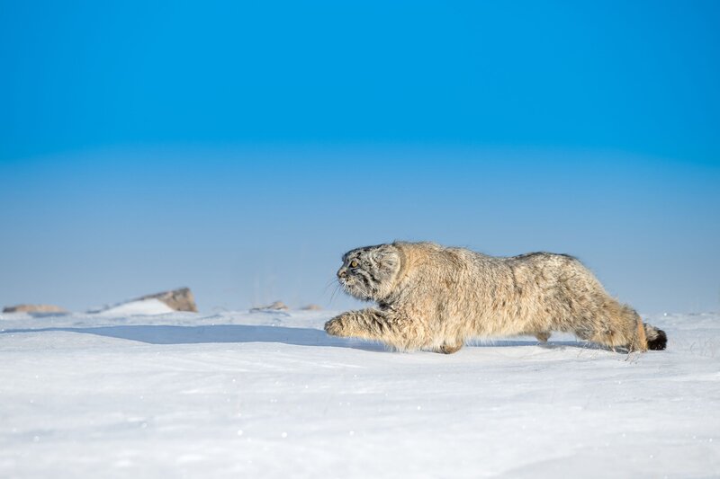 Pallas's Cat Running