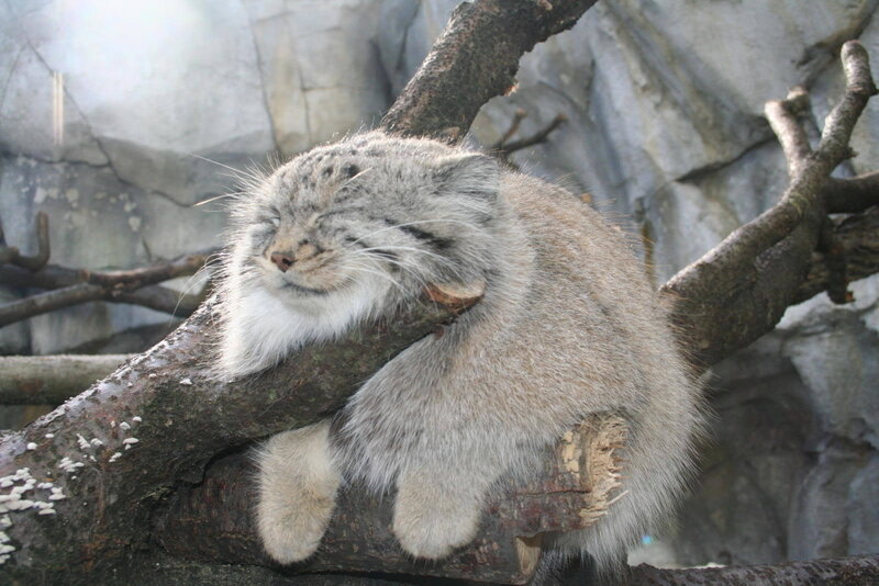 Pallas's cat sleeping on a branch