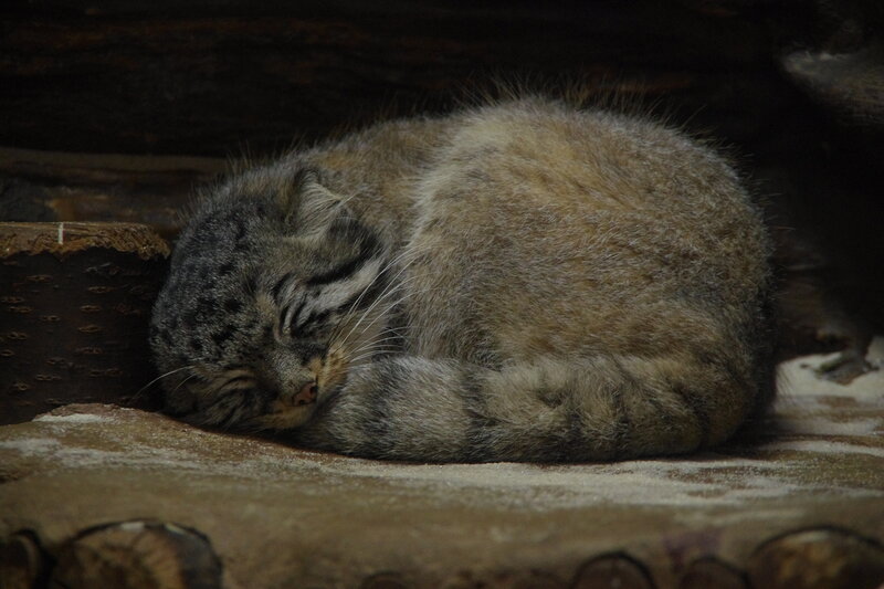 Pallas's Cat Sleeping