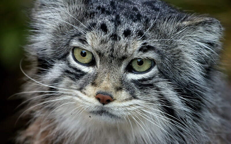 Pallas's Cat