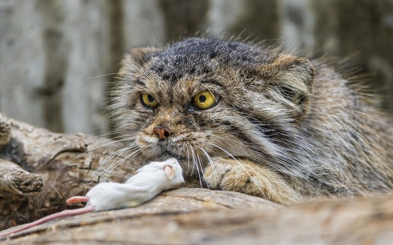 Pallas's Cat with Mouse