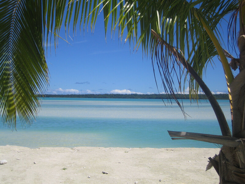 Palm-fringed beach view