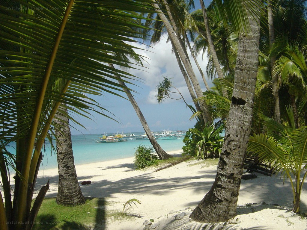 Palm-fringed beach with boats