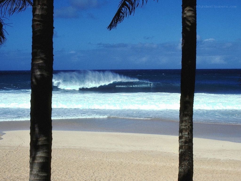 Palm-fringed beach with breaking wave