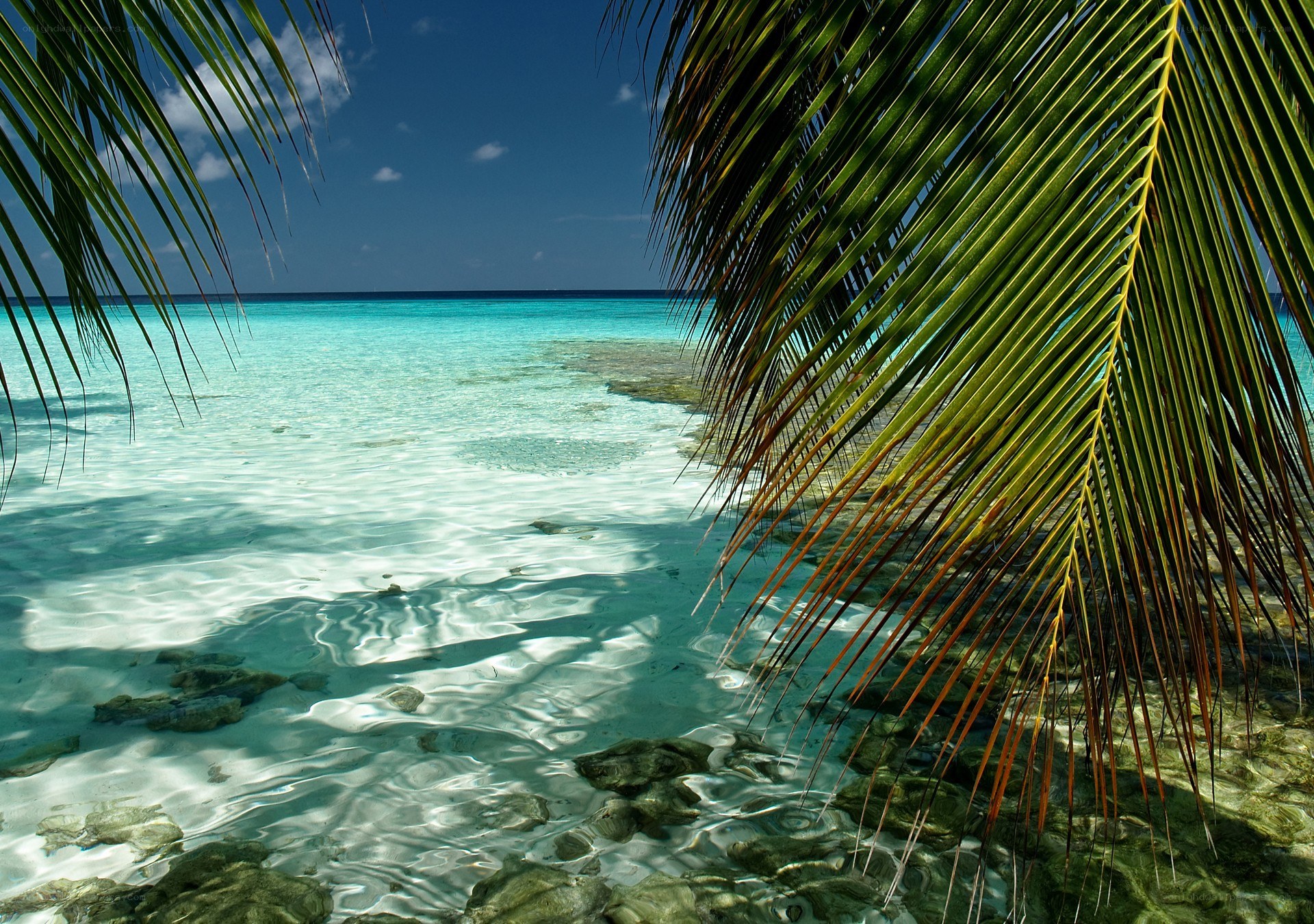 Palm-fringed tropical beach