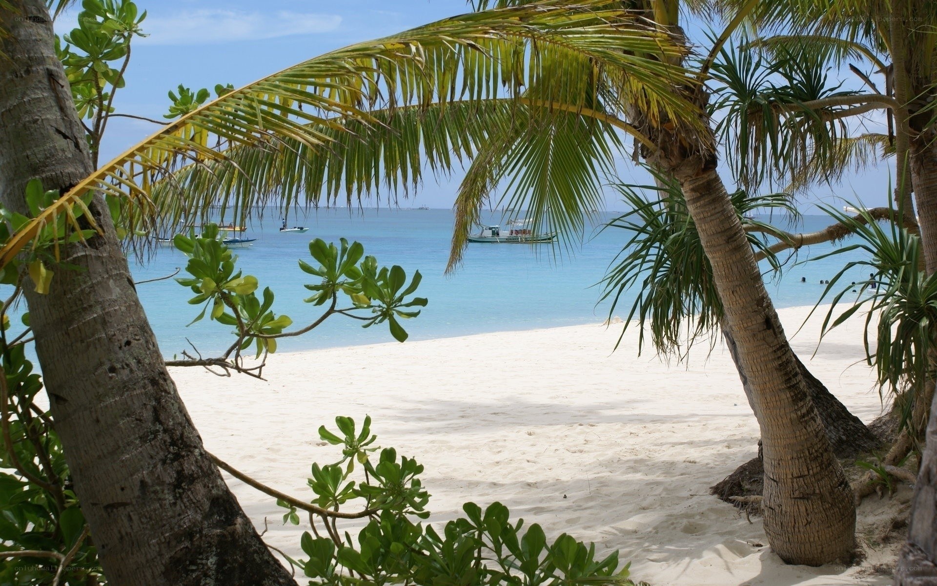 Palm-fringed tropical beach