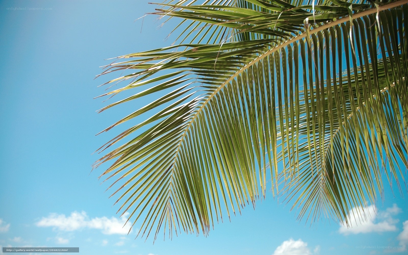 Palm frond against blue sky