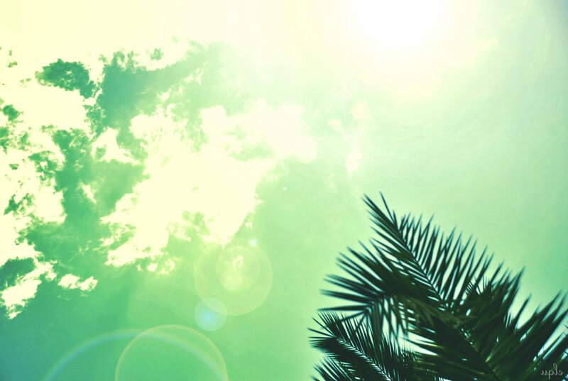 Palm Frond Against Sky — Green, Serene
