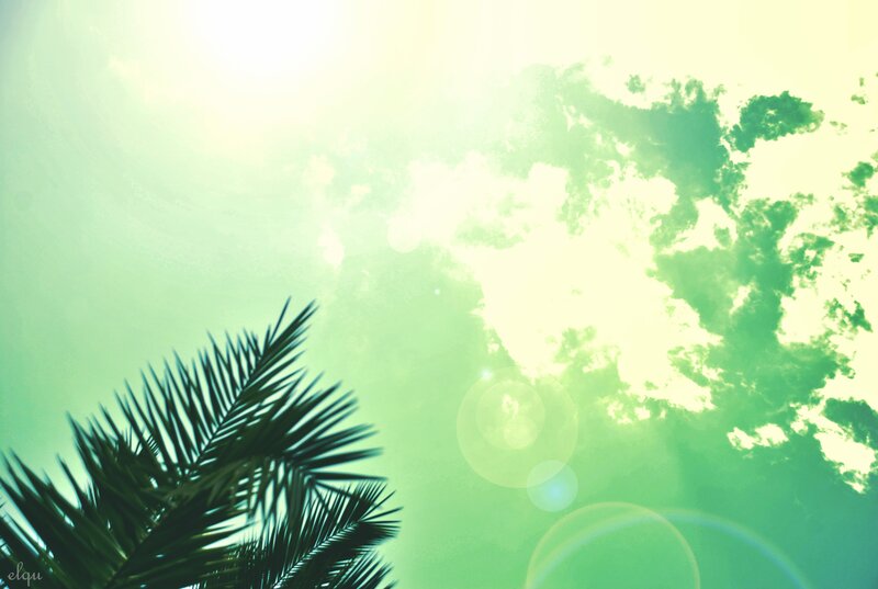 Palm Frond Against Sky — Green
