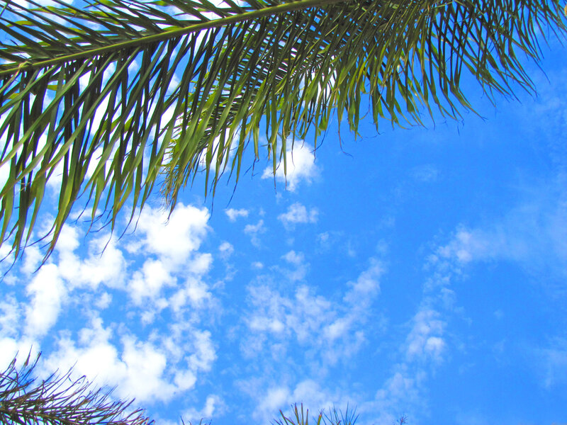 Palm Frond Against Sky