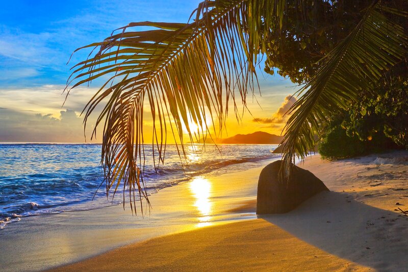 Palm Frond at Sunset — Blue, Serene, Photograph