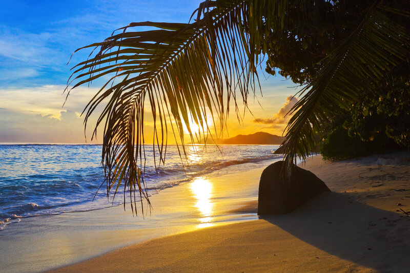 Palm Frond at Sunset — Blue, Serene