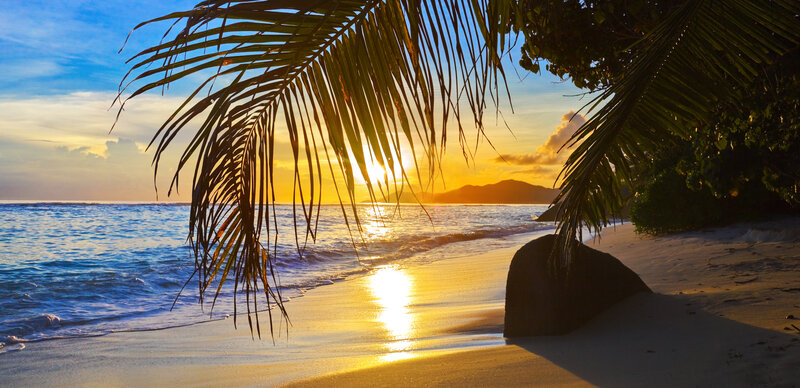 Palm Frond at Sunset — Blue