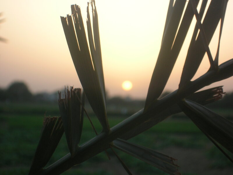Palm Frond at Sunset — Green