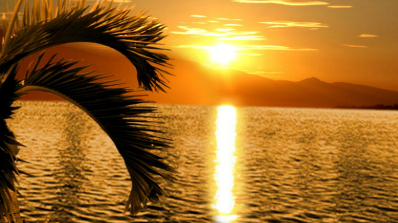 Palm Frond at Sunset — Orange