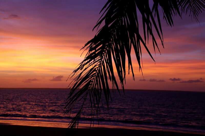 Palm Frond at Sunset — Purple