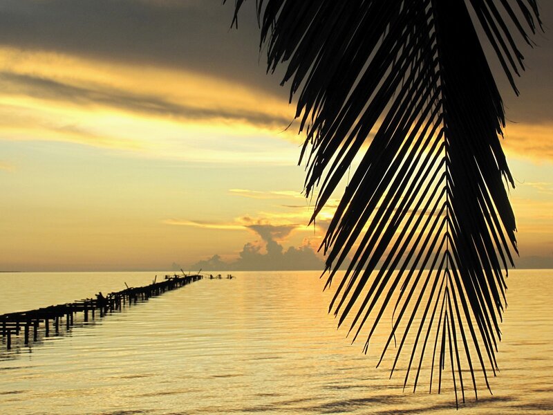 Palm Frond at Sunset — Yellow, Serene