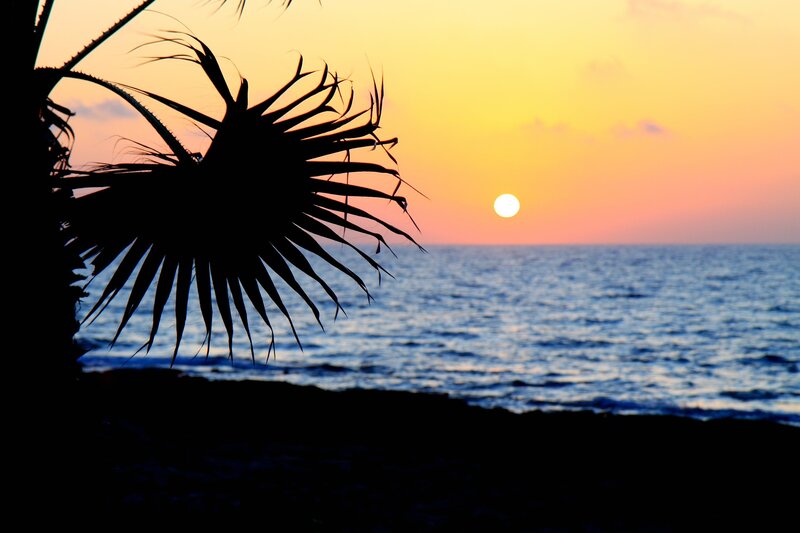 Palm Frond at Sunset — Yellow