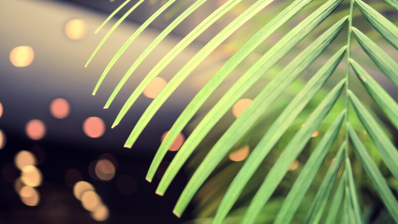 Palm Frond in Focus