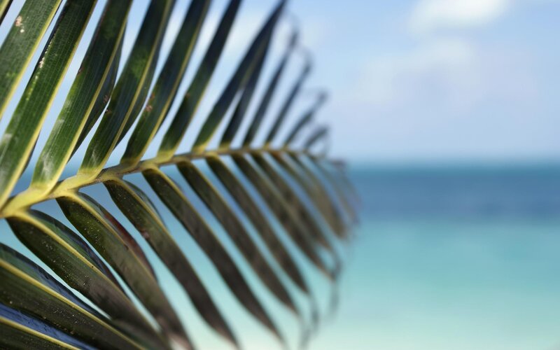 Palm Frond in Foreground