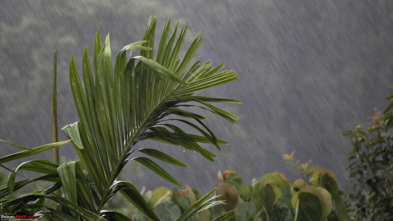 Palm Frond in Rain