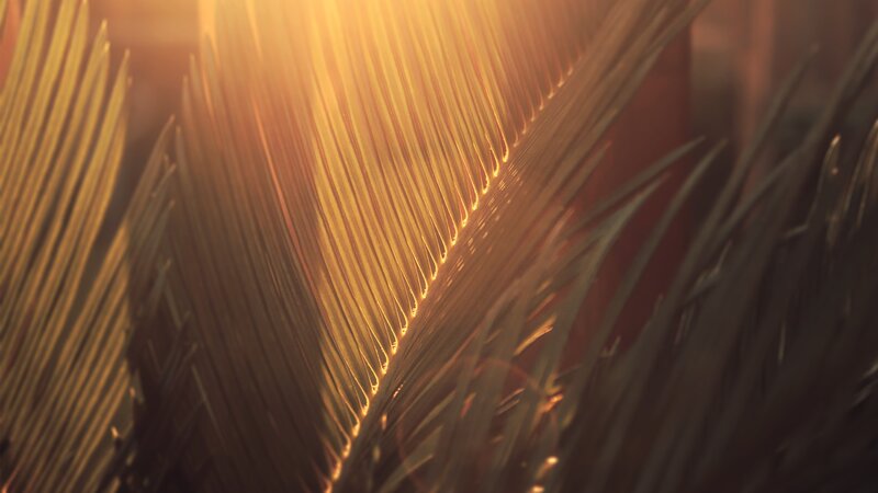 Palm Frond in Sunlight — Gold