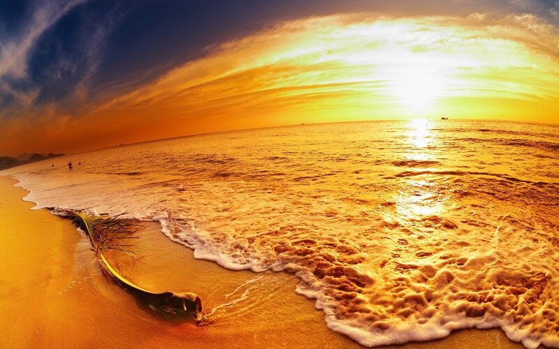 Palm Frond on Beach