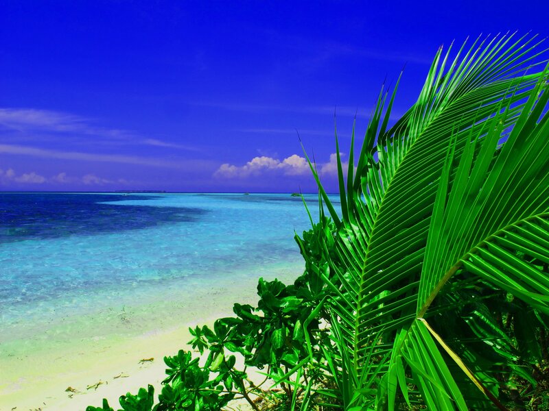 Palm Frond on Tropical Beach