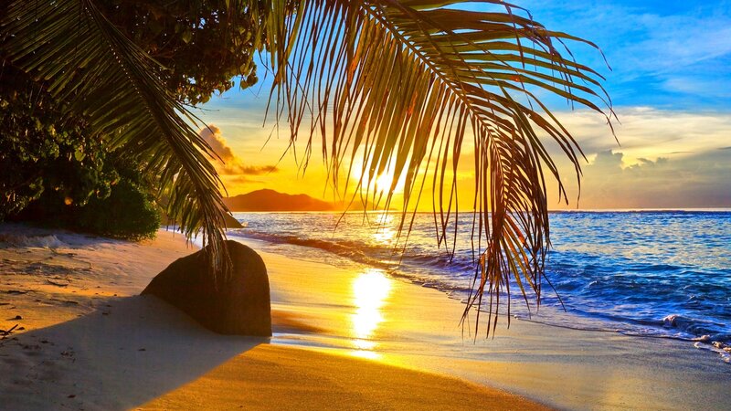 Palm Frond over Beach — Blue, Serene