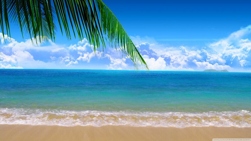 Palm Frond over Beach — Blue