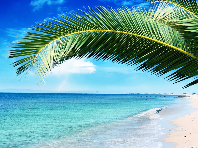 Palm Frond over Beach