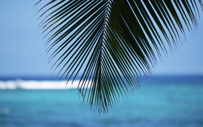 Palm Frond over Ocean — Blue, Serene, Afternoon, Photograph, Sky, Green