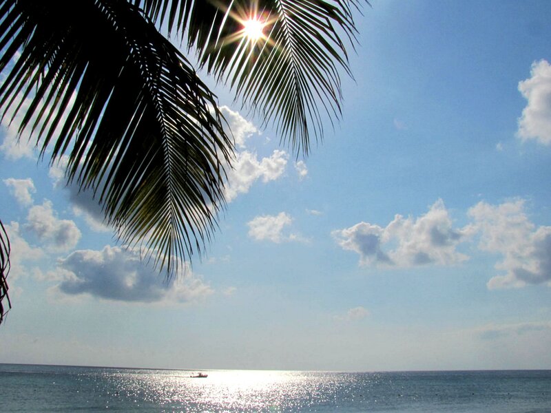 Palm Frond over Ocean — Blue, Serene, Afternoon