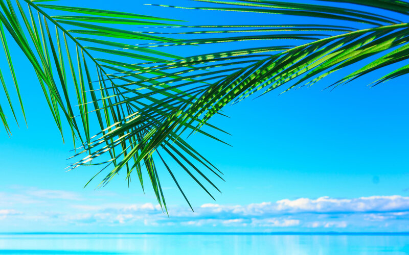 Palm Frond over Ocean — Blue, Serene