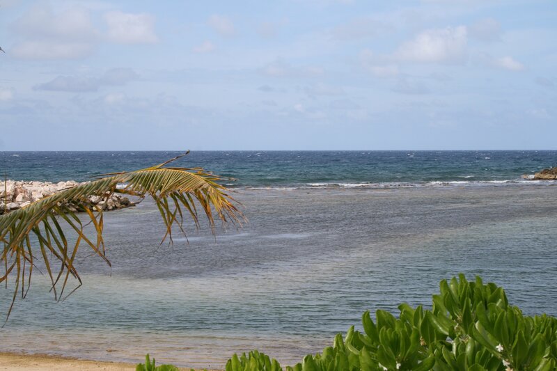 Palm Frond over Ocean — Blue