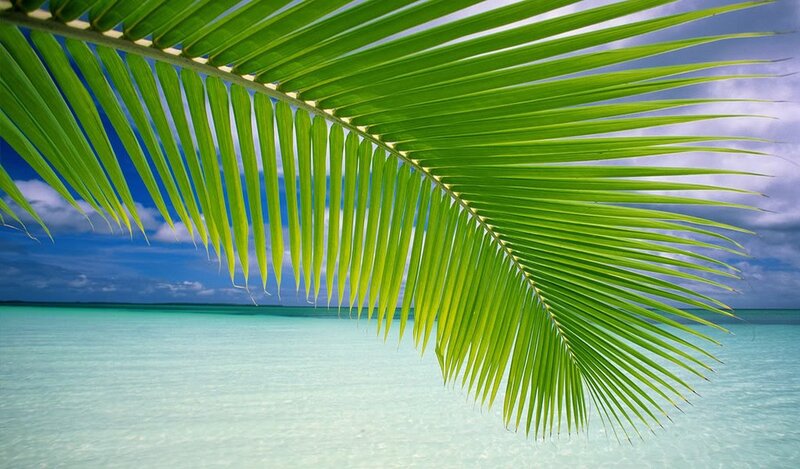 Palm Frond over Ocean — Green, Serene, Afternoon