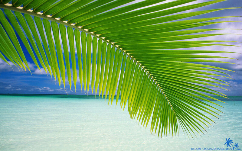 Palm Frond over Ocean — Green