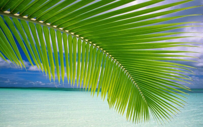 Palm Frond over Ocean — Serene, Afternoon