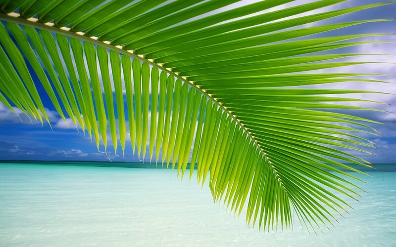 Palm Frond over Ocean — White