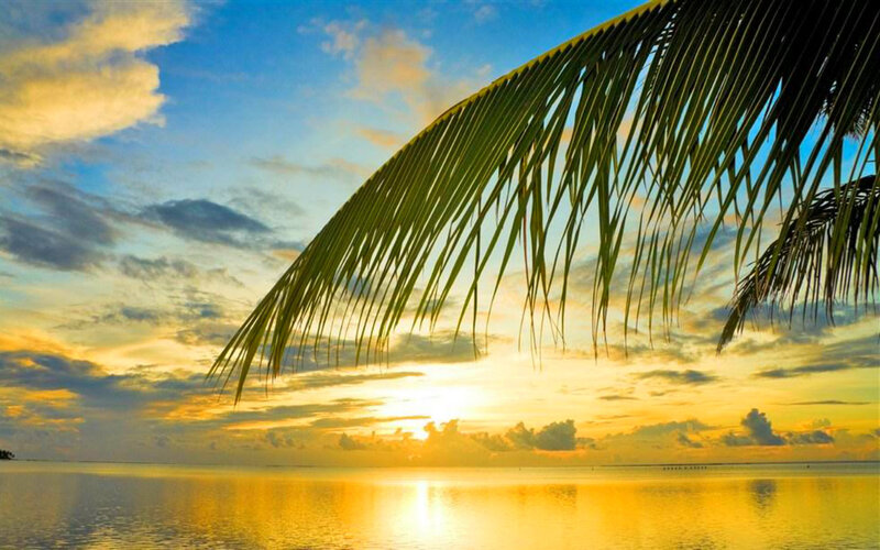 Palm Frond over Ocean — Yellow